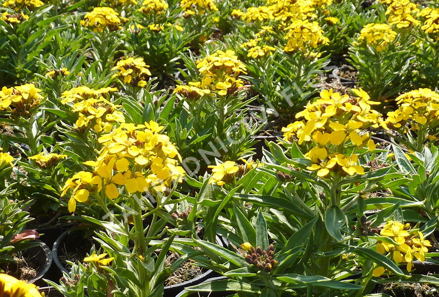 Trýzel - Erysimum helveticum