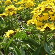 Trýzel - Erysimum helveticum