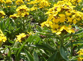 Trýzel - Erysimum helveticum