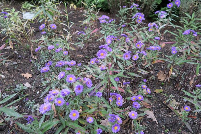 Hvězdnice novobelgická 'Royal Velvet' - Aster novi-belgii 'Royal Velvet'