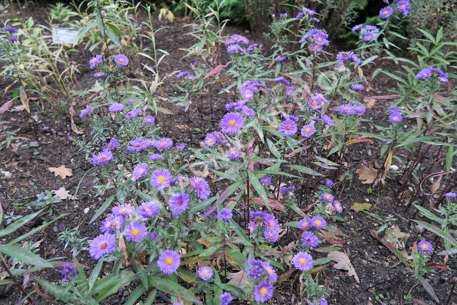 Hvězdnice novobelgická 'Royal Velvet' - Aster novi-belgii 'Royal Velvet'
