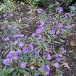Hvězdnice novobelgická 'Royal Velvet' - Aster novi-belgii 'Royal Velvet'