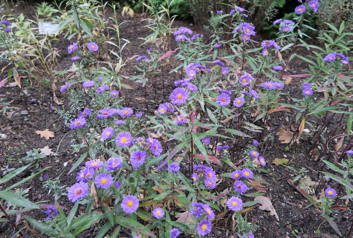 Hvězdnice novobelgická 'Royal Velvet' - Aster novi-belgii 'Royal Velvet'