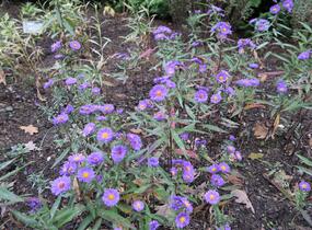 Hvězdnice novobelgická 'Royal Velvet' - Aster novi-belgii 'Royal Velvet'