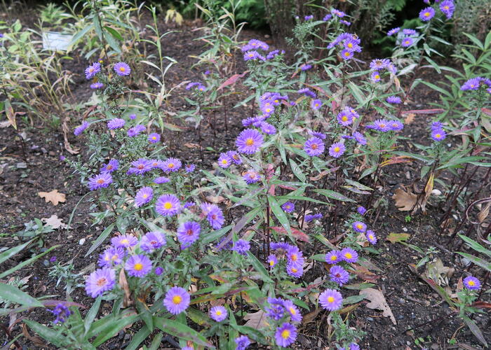 Hvězdnice novobelgická 'Royal Velvet' - Aster novi-belgii 'Royal Velvet'