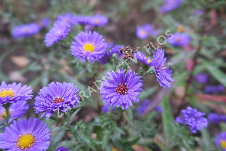 Hvězdnice novobelgická 'Royal Velvet' - Aster novi-belgii 'Royal Velvet'