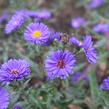 Hvězdnice novobelgická 'Royal Velvet' - Aster novi-belgii 'Royal Velvet'