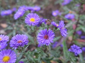 Hvězdnice novobelgická 'Royal Velvet' - Aster novi-belgii 'Royal Velvet'