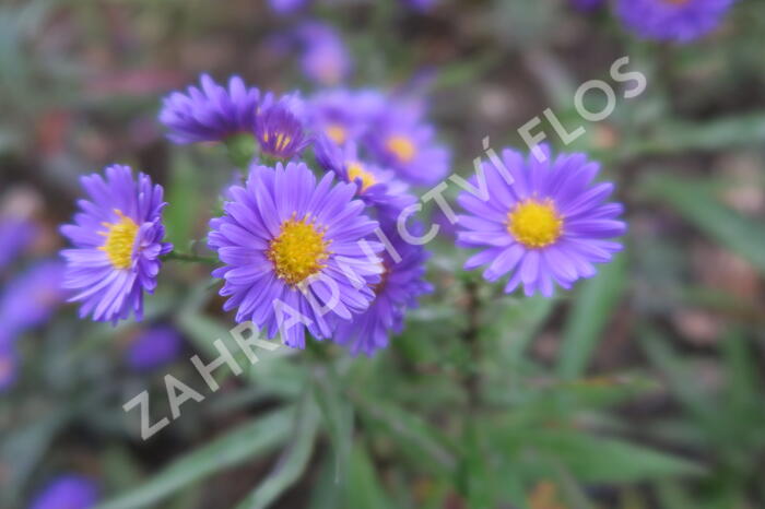 Hvězdnice novobelgická 'Royal Velvet' - Aster novi-belgii 'Royal Velvet'