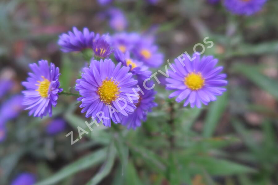 Hvězdnice novobelgická 'Royal Velvet' - Aster novi-belgii 'Royal Velvet'