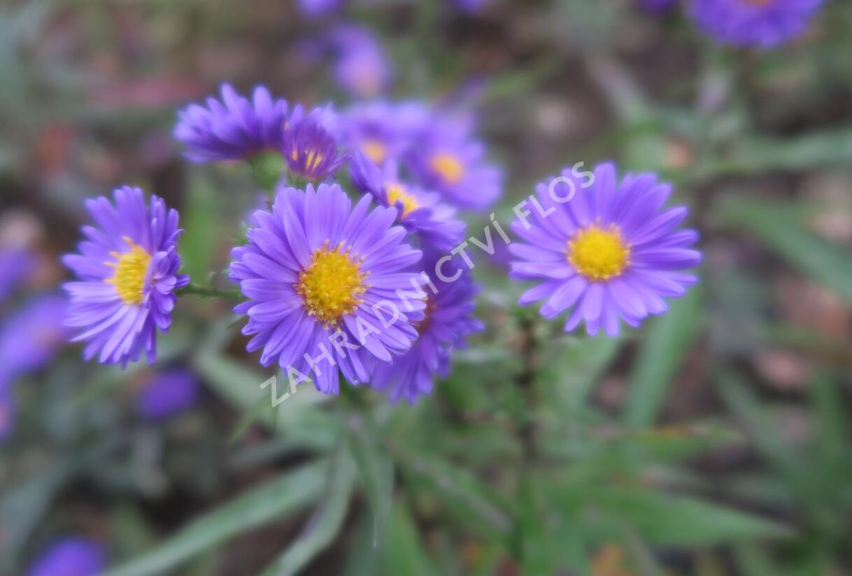 Hvězdnice novobelgická 'Royal Velvet' - Aster novi-belgii 'Royal Velvet'