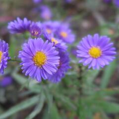 Hvězdnice novobelgická 'Royal Velvet' - Aster novi-belgii 'Royal Velvet'