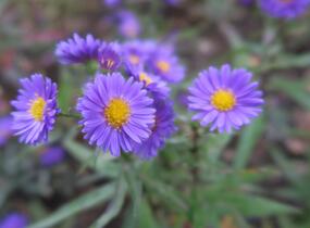 Hvězdnice novobelgická 'Royal Velvet' - Aster novi-belgii 'Royal Velvet'