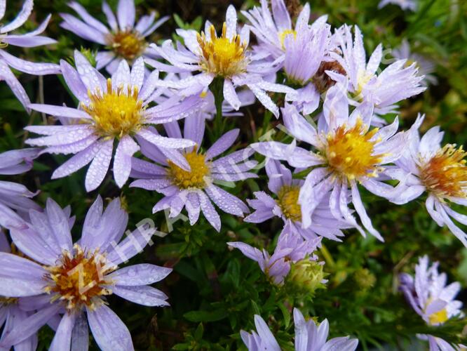 Hvězdnice vřesovcová 'Yvette Richardson' - Aster ericoides 'Yvette Richardson'