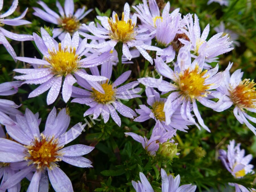 Hvězdnice vřesovcová 'Yvette Richardson' - Aster ericoides 'Yvette Richardson'