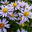 Hvězdnice vřesovcová 'Yvette Richardson' - Aster ericoides 'Yvette Richardson'