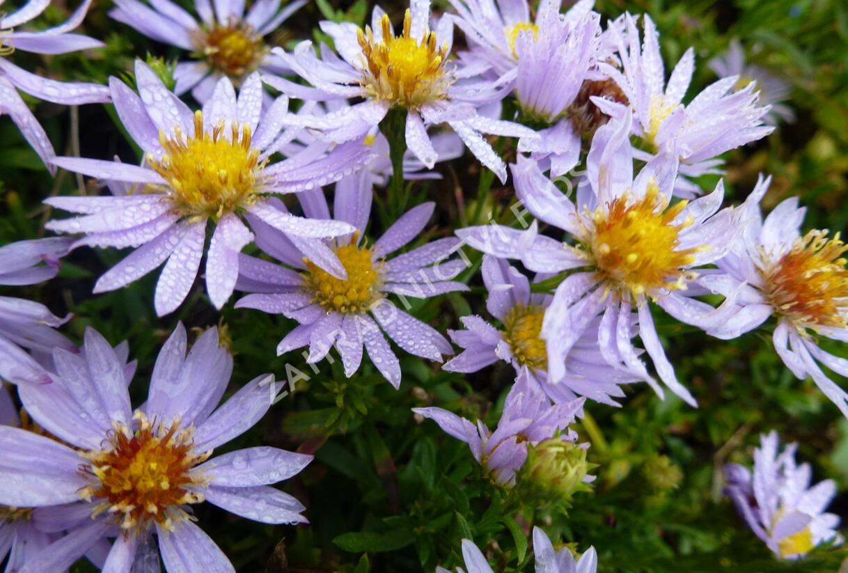 Hvězdnice vřesovcová 'Yvette Richardson' - Aster ericoides 'Yvette Richardson'