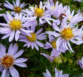 Hvězdnice vřesovcová 'Yvette Richardson' - Aster ericoides 'Yvette Richardson'