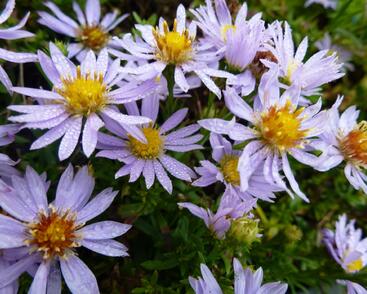 Hvězdnice vřesovcová 'Yvette Richardson'