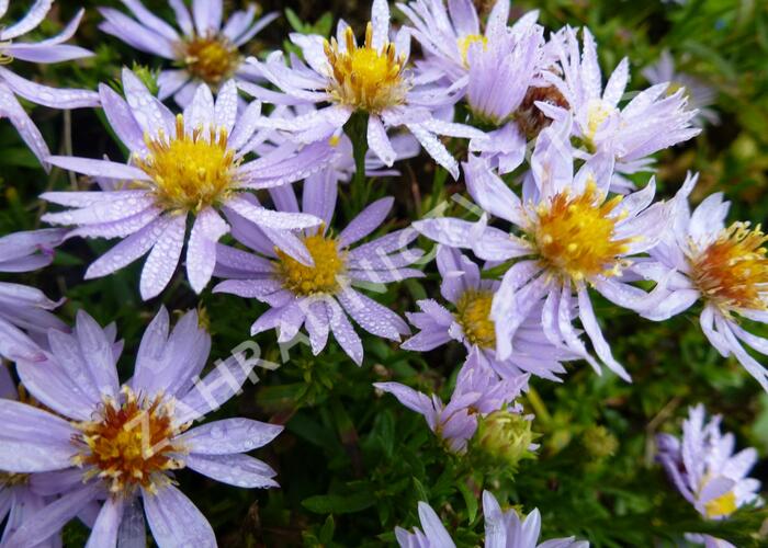 Hvězdnice vřesovcová 'Yvette Richardson' - Aster ericoides 'Yvette Richardson'