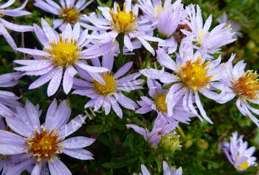 Hvězdnice vřesovcová 'Yvette Richardson' - Aster ericoides 'Yvette Richardson'