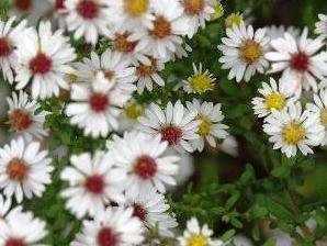 Hvězdnice vřesovcová 'White Heather' - Aster ericoides 'White Heather'