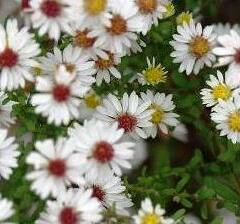 Hvězdnice vřesovcová 'White Heather' - Aster ericoides 'White Heather'