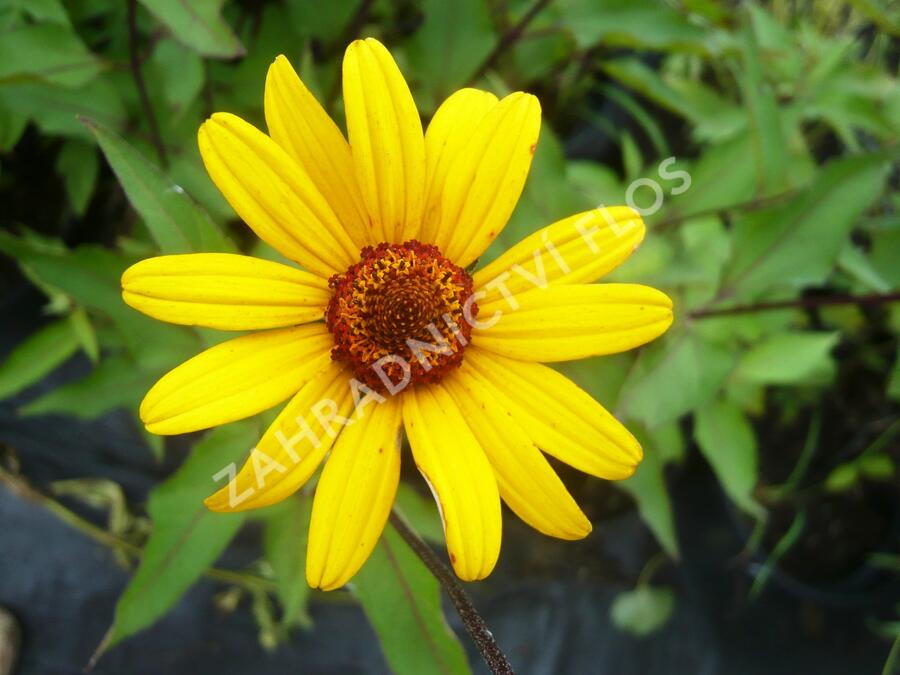 Janeba drsná 'Summer Nights' - Heliopsis helianthoides var. scabra 'Summer Nights'