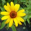 Janeba drsná 'Summer Nights' - Heliopsis helianthoides var. scabra 'Summer Nights'