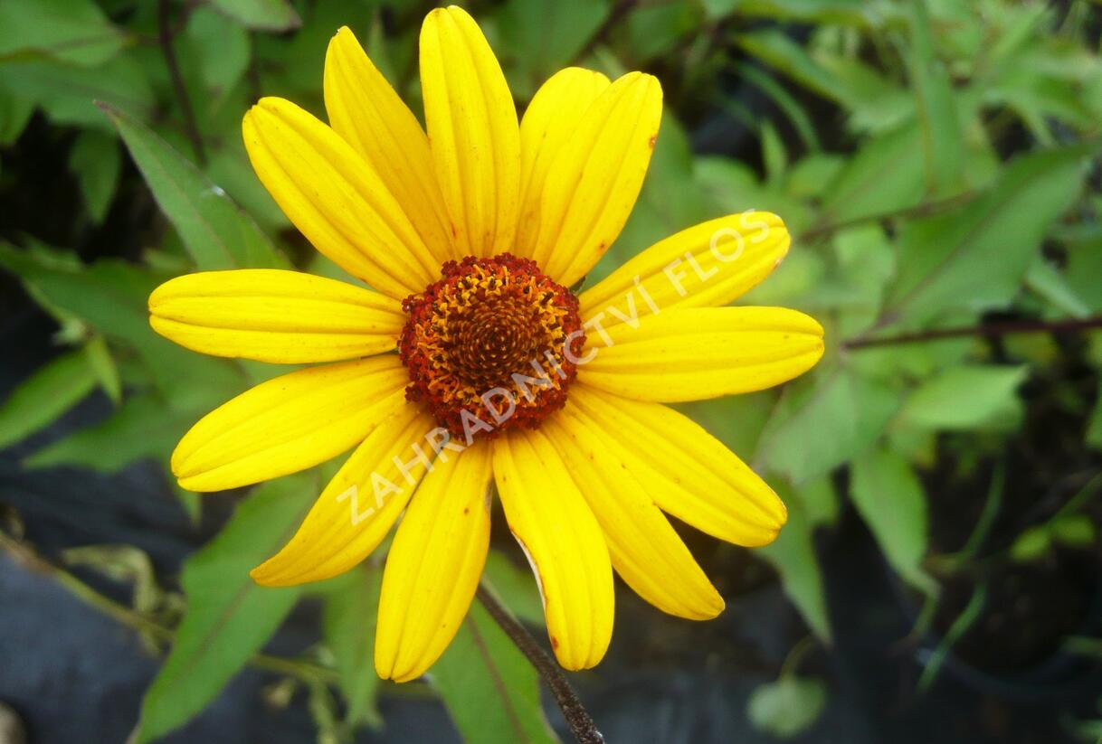 Janeba drsná 'Summer Nights' - Heliopsis helianthoides var. scabra 'Summer Nights'
