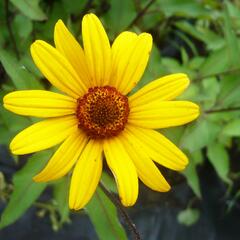 Janeba drsná 'Summer Nights' - Heliopsis helianthoides var. scabra 'Summer Nights'