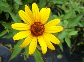 Janeba drsná 'Summer Nights' - Heliopsis helianthoides var. scabra 'Summer Nights'
