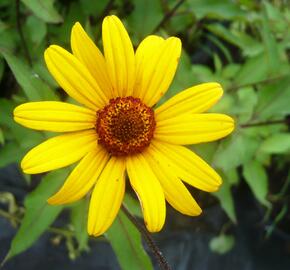 Janeba drsná 'Summer Nights' - Heliopsis helianthoides var. scabra 'Summer Nights'