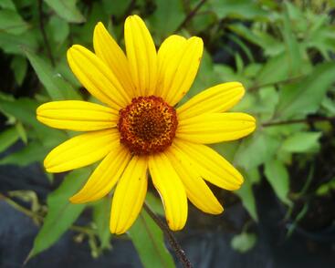 Janeba drsná 'Summer Nights'