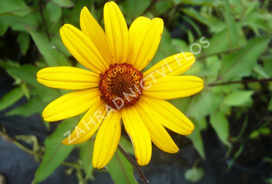 Janeba drsná 'Summer Nights' - Heliopsis helianthoides var. scabra 'Summer Nights'