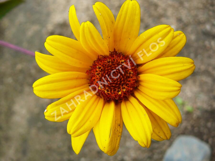 Janeba drsná 'Summer Nights' - Heliopsis helianthoides var. scabra 'Summer Nights'