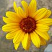 Janeba drsná 'Summer Nights' - Heliopsis helianthoides var. scabra 'Summer Nights'