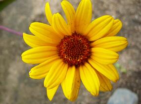 Janeba drsná 'Summer Nights' - Heliopsis helianthoides var. scabra 'Summer Nights'