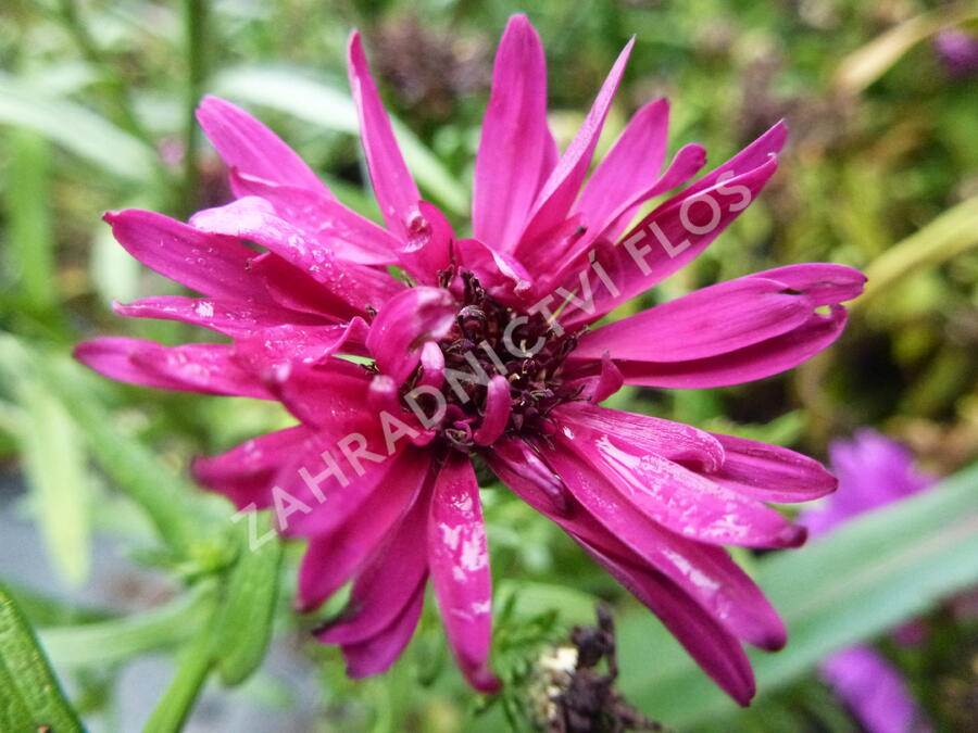 Hvězdnice novobelgická 'Royal Ruby' - Aster novi-belgii 'Royal Ruby'