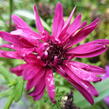 Hvězdnice novobelgická 'Royal Ruby' - Aster novi-belgii 'Royal Ruby'