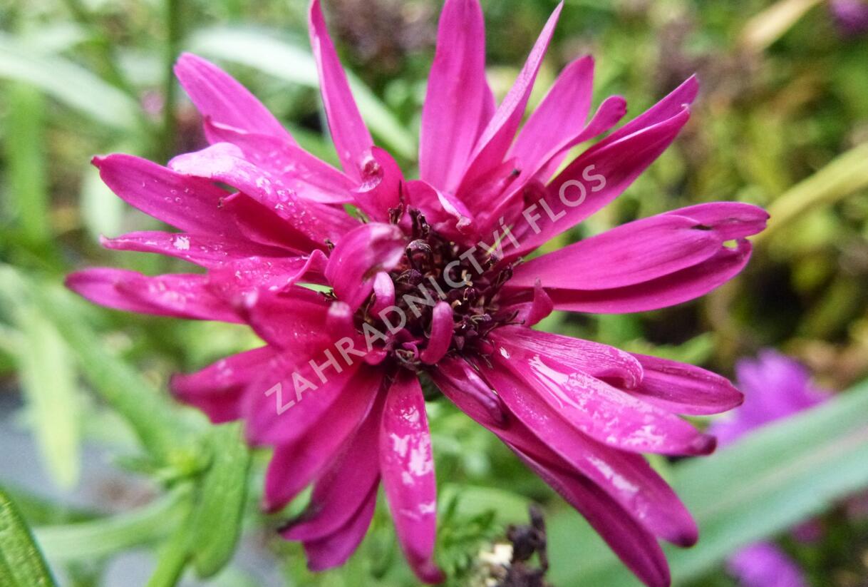 Hvězdnice novobelgická 'Royal Ruby' - Aster novi-belgii 'Royal Ruby'