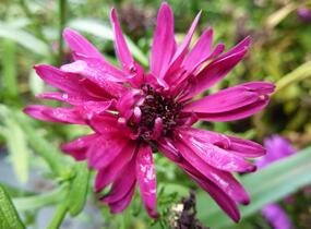 Hvězdnice novobelgická 'Royal Ruby' - Aster novi-belgii 'Royal Ruby'