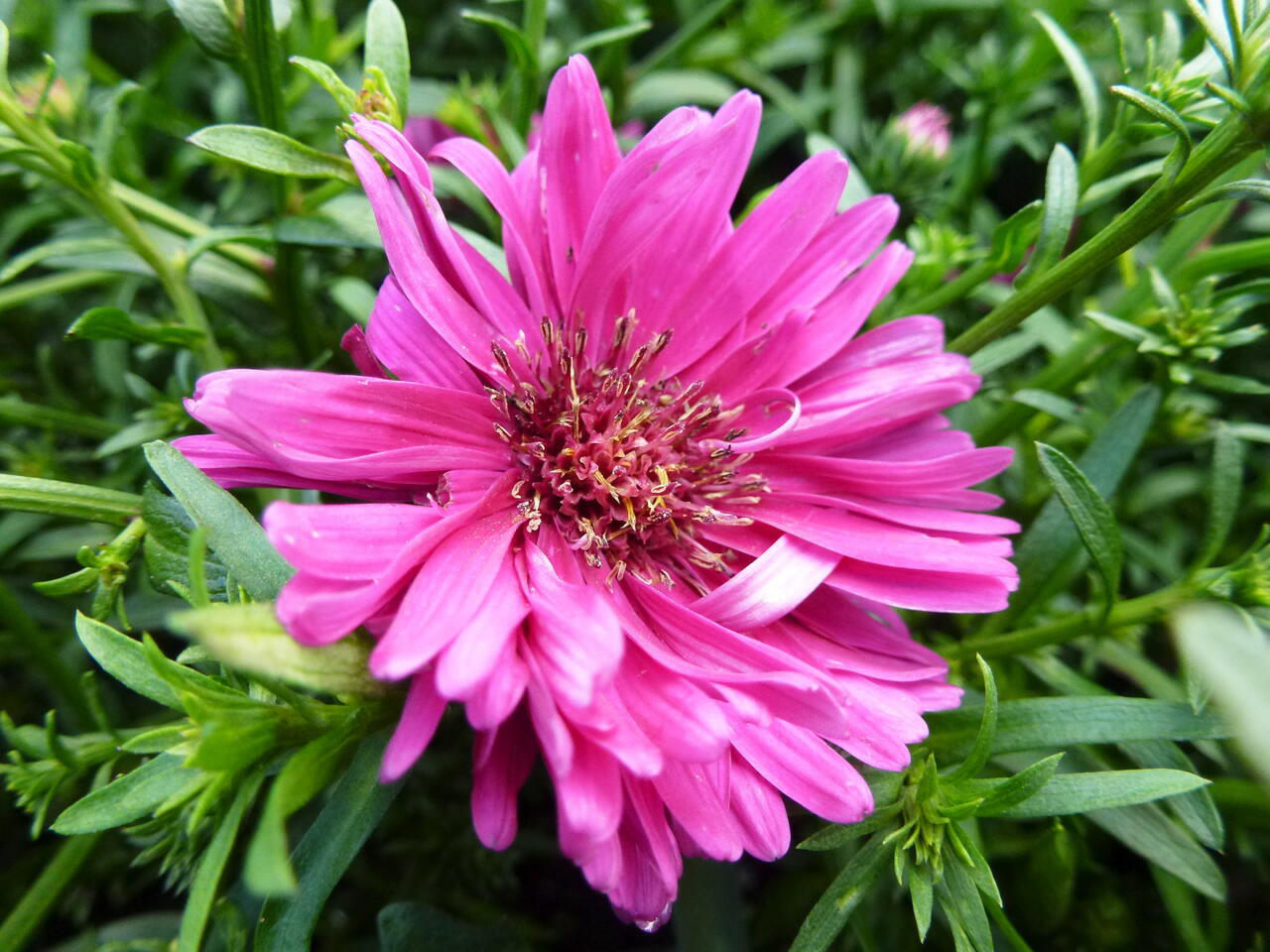 Hvězdnice novobelgická 'Royal Ruby' - Aster novi-belgii 'Royal Ruby ...
