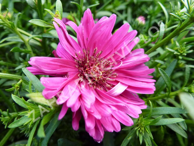 Hvězdnice novobelgická 'Royal Ruby' - Aster novi-belgii 'Royal Ruby'