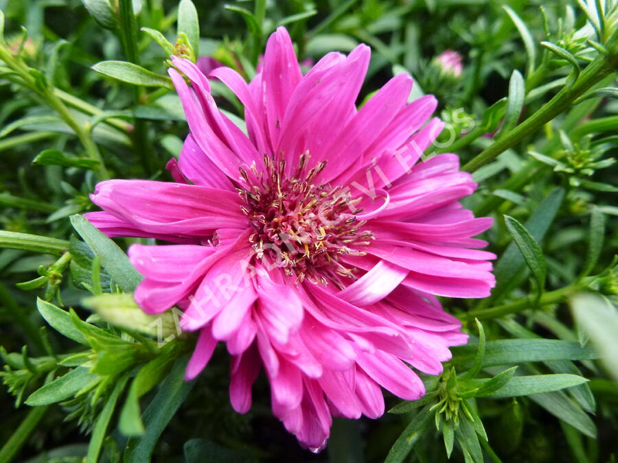 Hvězdnice novobelgická 'Royal Ruby' - Aster novi-belgii 'Royal Ruby'
