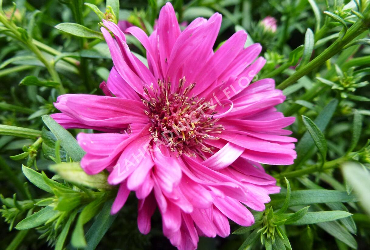 Hvězdnice novobelgická 'Royal Ruby' - Aster novi-belgii 'Royal Ruby'