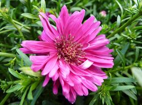 Hvězdnice novobelgická 'Royal Ruby' - Aster novi-belgii 'Royal Ruby'