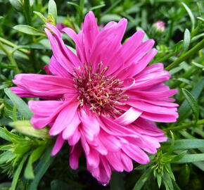 Hvězdnice novobelgická 'Royal Ruby' - Aster novi-belgii 'Royal Ruby'