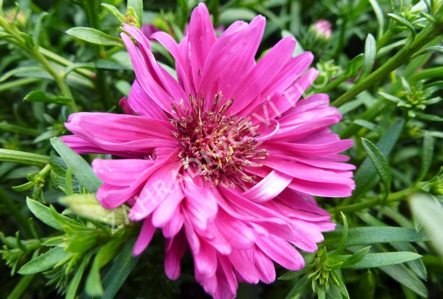 Hvězdnice novobelgická 'Royal Ruby' - Aster novi-belgii 'Royal Ruby'