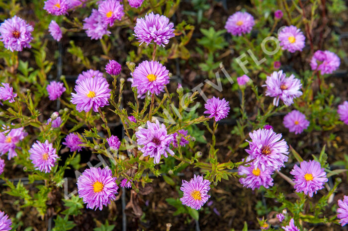 Hvězdnice novobelgická 'Rosenponpon' - Aster novi-belgii 'Rosenponpon'